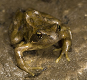 Frog, Mistral